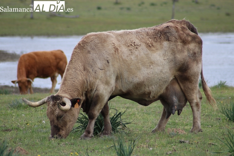 Alerta por la Dermatosis Nodular: los ganaderos exigen a la Junta no bajar la guardia