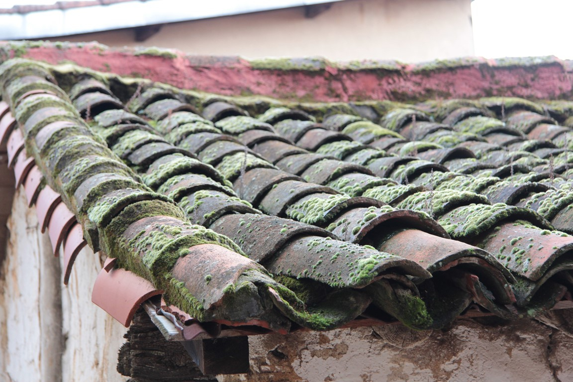 La teja que cubre