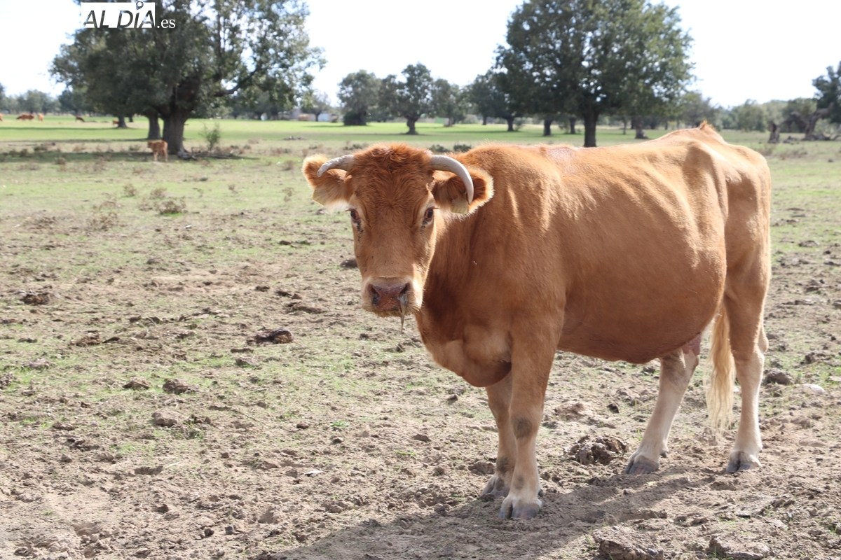 La Junta prorroga las restricciones por la dermatosis nodular hasta el 2 de enero y autoriza ferias sin ganado bovino