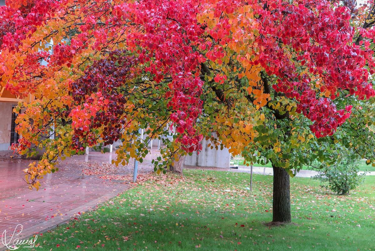 El lenguaje de los sueños 