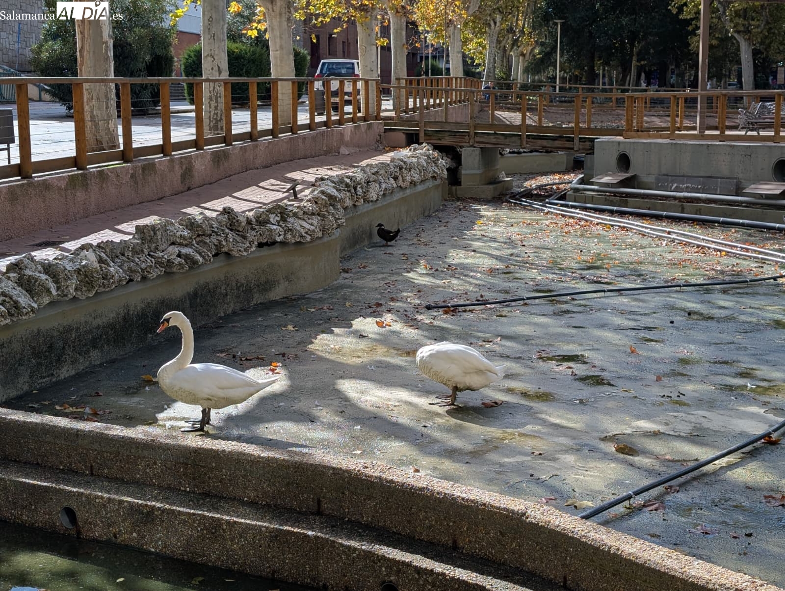 FOTOS | Adiós a los patos de La Alamedilla y los Jesuitas