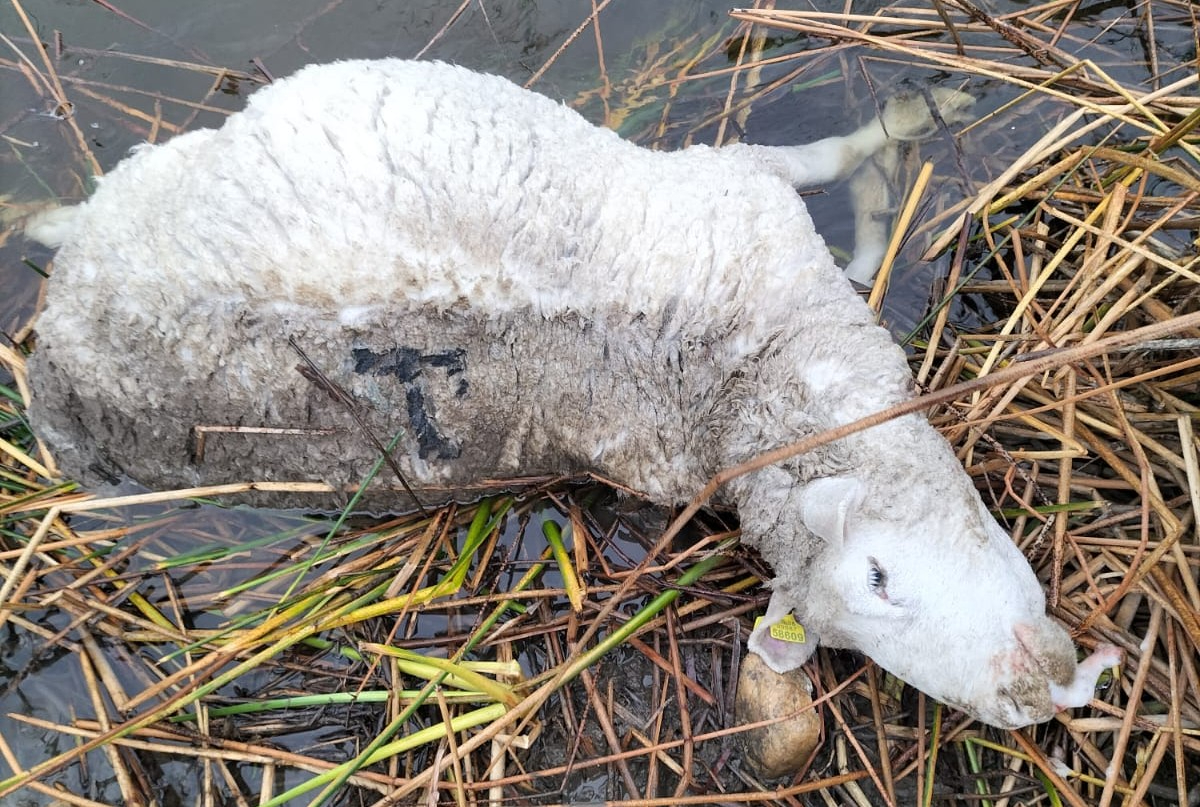 Un ataque de lobo deja siete carneros muertos en una explotación de Muñoz