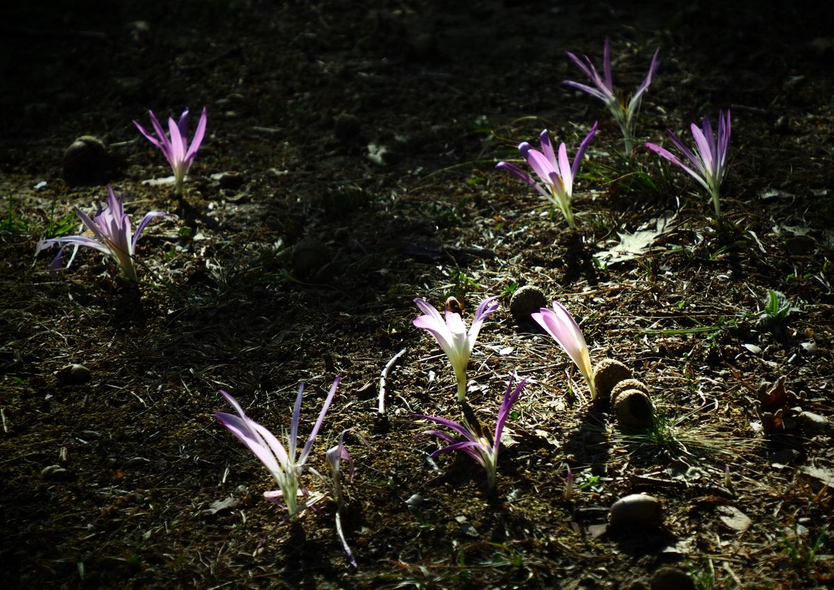 El milagro de la vida 