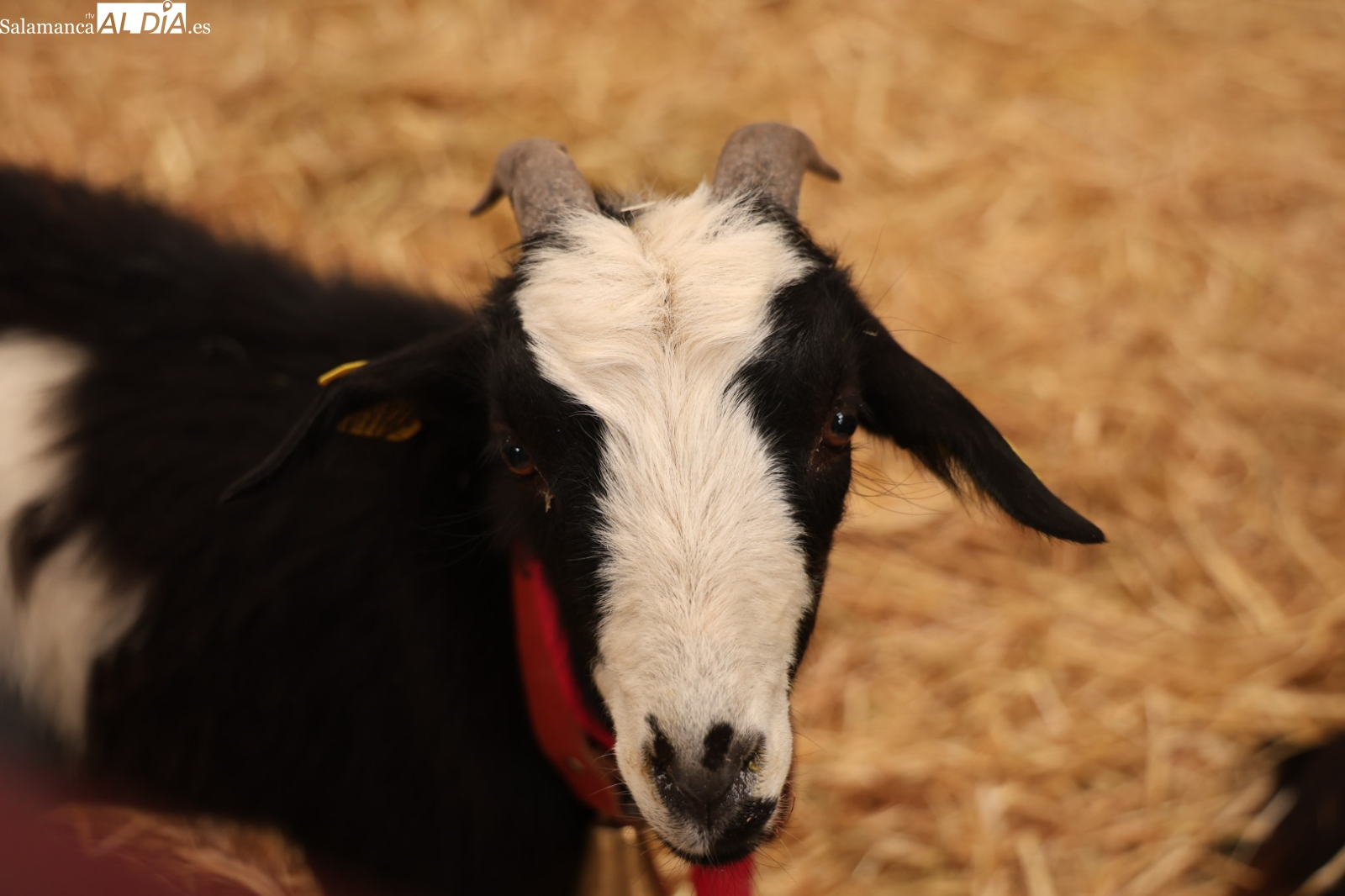 La Junta destina 250.000 euros a proteger las razas de ganado autóctonas