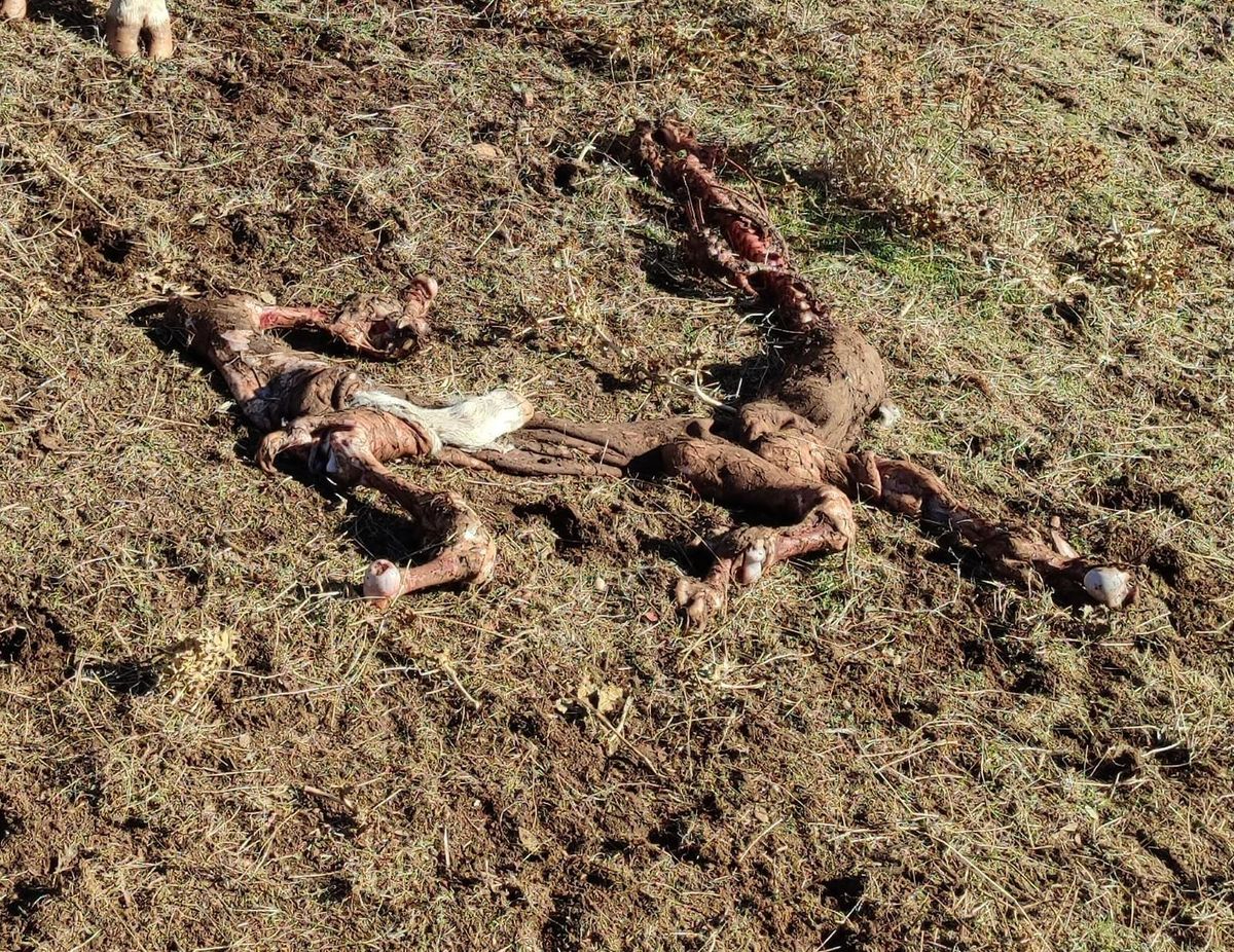 La impotencia de un ganadero salmantino: Encuentro terneros devorados día tras día