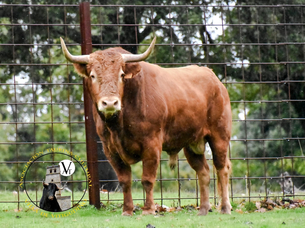 Vitigudino celebrará el V Toro de San Nicolás con dos cinqueños de Orive