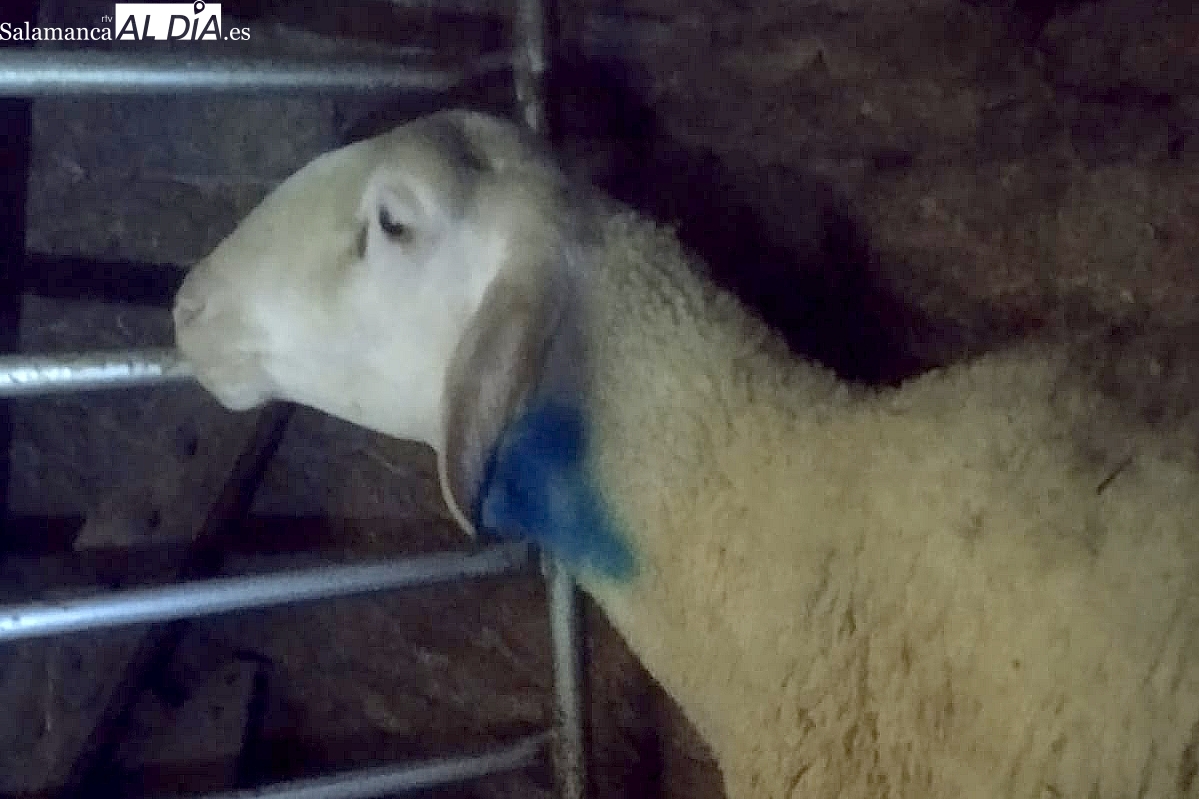 El lobo mata a dos ovejas y hiere a otras cuatro en un rebaño de Trabanca