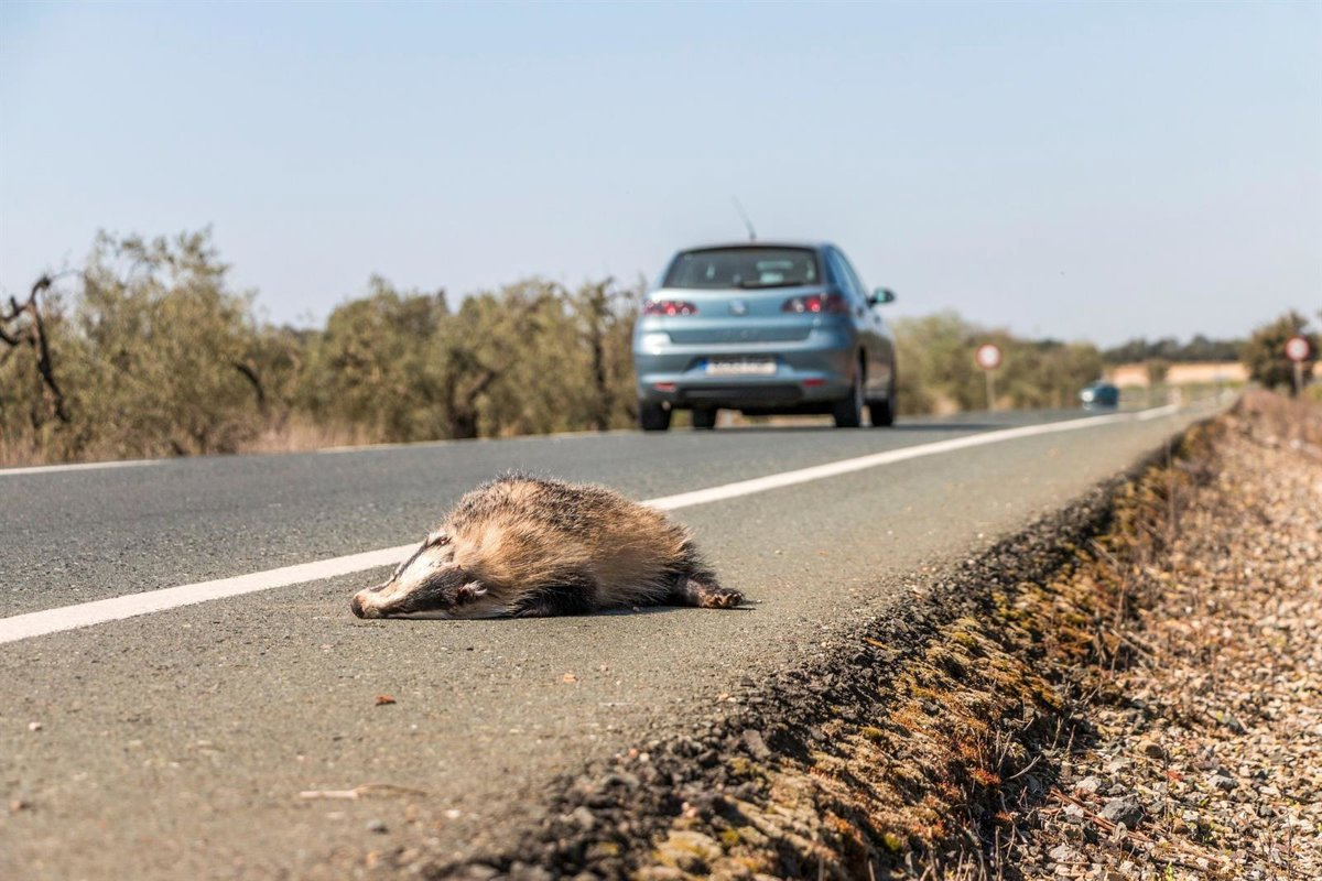 Así funcionarán las nuevas barreras anti-animales en las cinco carreteras negras de Salamanca