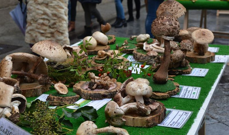 Salamanca acoge las Jornadas Micológicas Lazarillo con una exposición y una conferencia