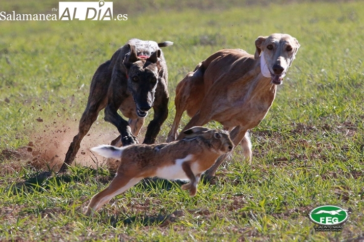 La lluvia obliga a aplazar el comienzo de la IV Copa Salamanca de Galgos