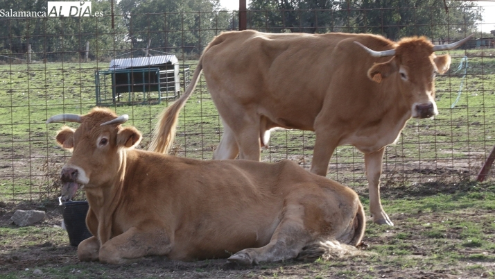 La Junta prorroga hasta el 30 de noviembre la suspensión de las ferias de ganado