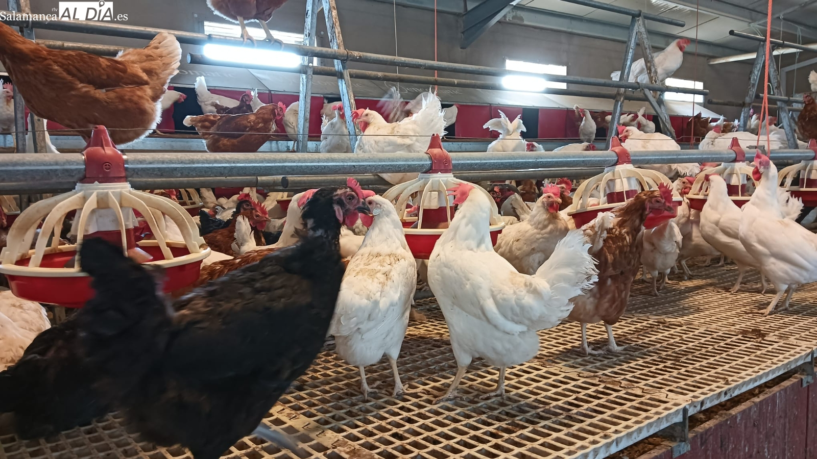 Gripe aviar: los veterinarios llaman a la calma ante el bajo riesgo para humanos