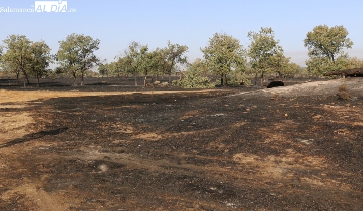 La gestión sostenible de la dehesa frente a los incendios, a examen en Villavieja de Yeltes