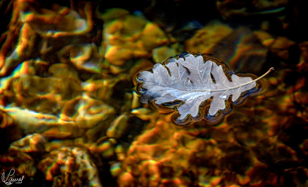 La canción más hermosa