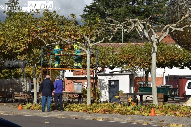 Salamanca pone a punto su arbolado: arranca la campaña de poda de otoño e invierno