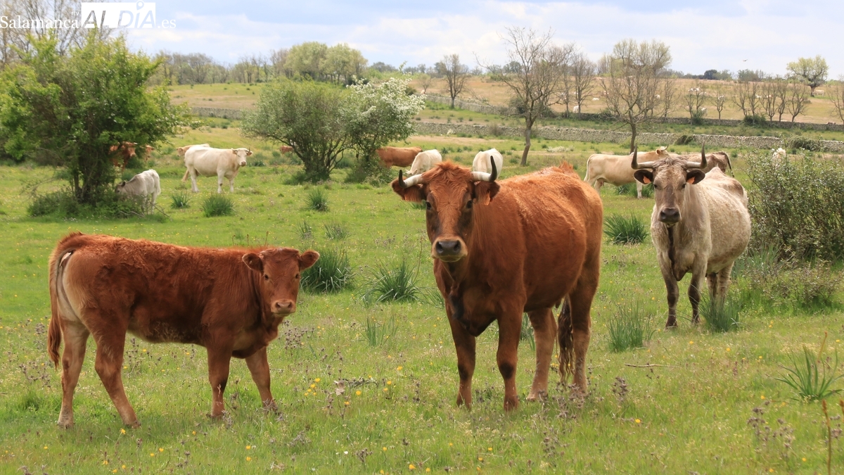 Subida generalizada del cereal e incertidumbre en el vacuno por la dermatosis 