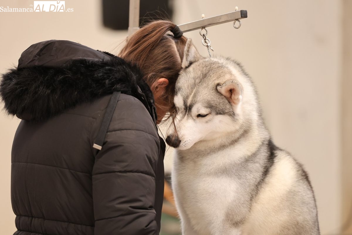 Salamanca reúne a los mejores ejemplares de perros nórdicos del país  