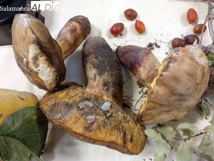 Los garbanzos con n&iacute;scalos, broche de oro a la jornada micol&oacute;gica de Sieteiglesias | Imagen 1