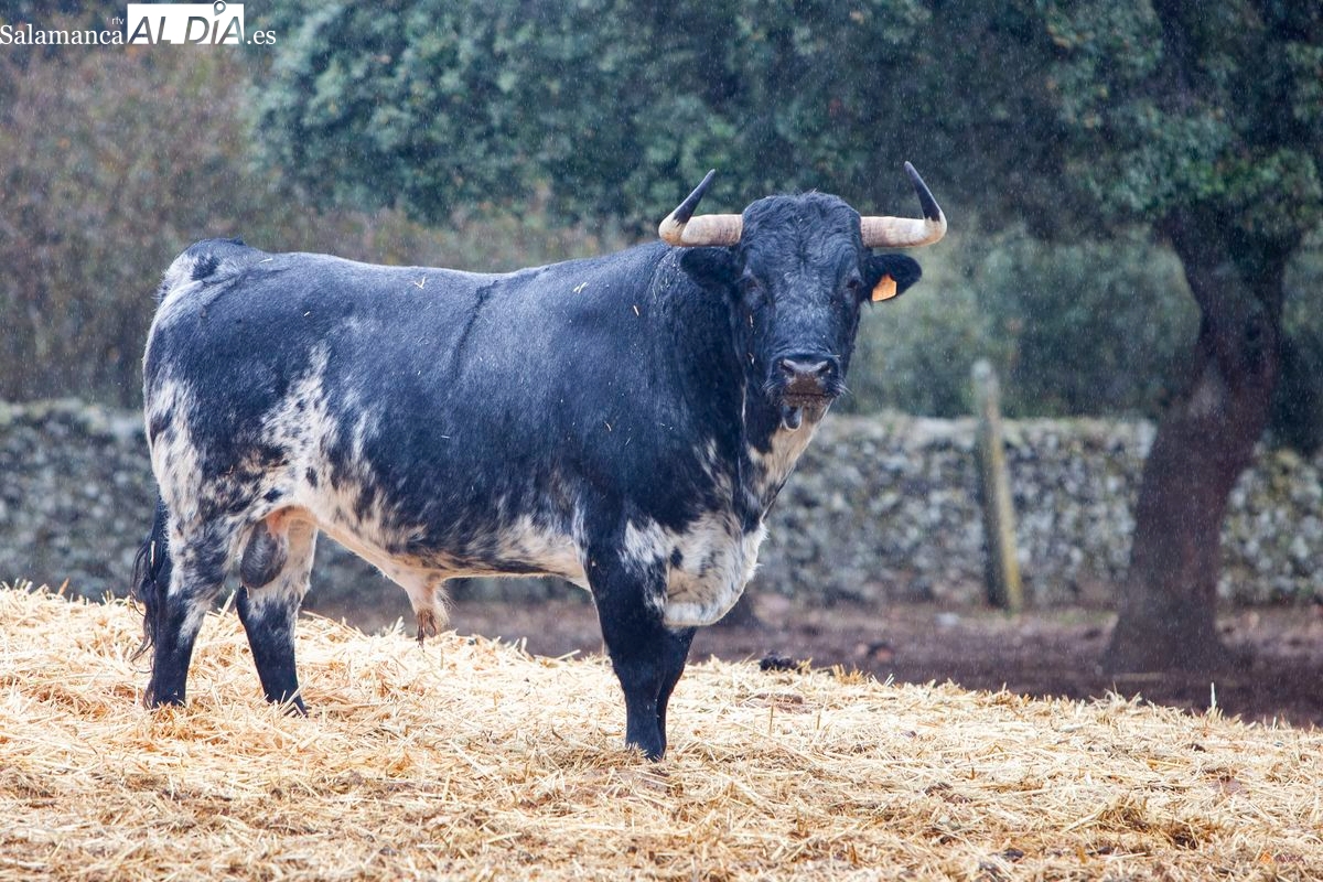 Toros del Picón, un sueño que se convirtió en realidad en el corazón del Campo Charro (FOTOS)