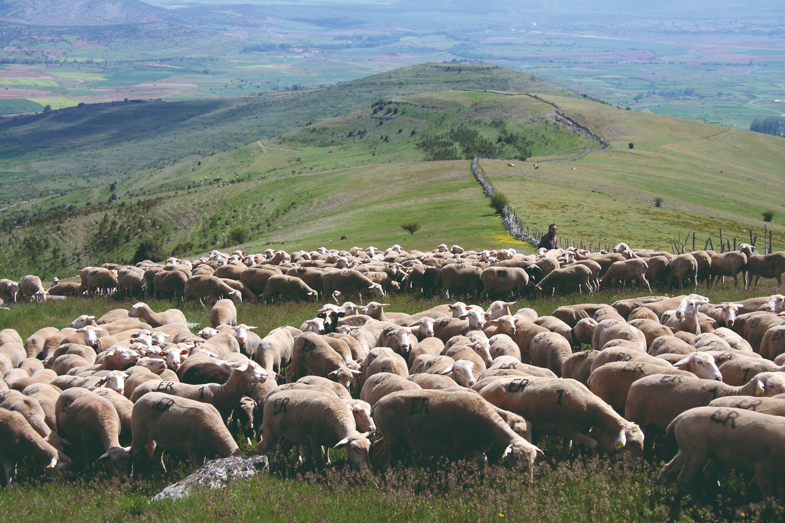 Caminos ganaderos (vías pecuarias)