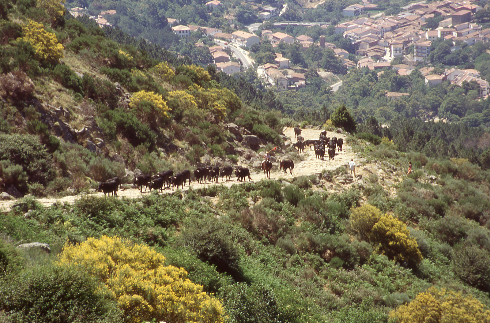 Importancia de las vías pecuarias 