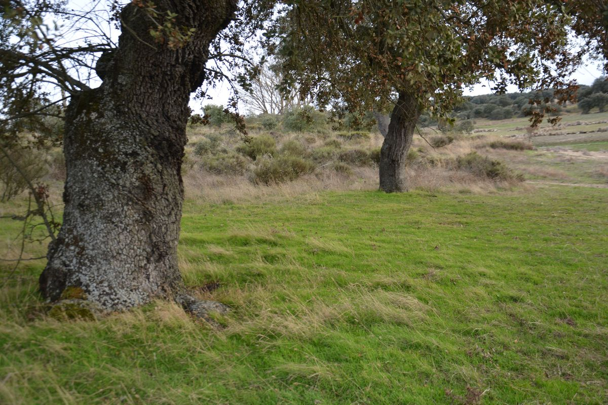 El cordero en el pesebre