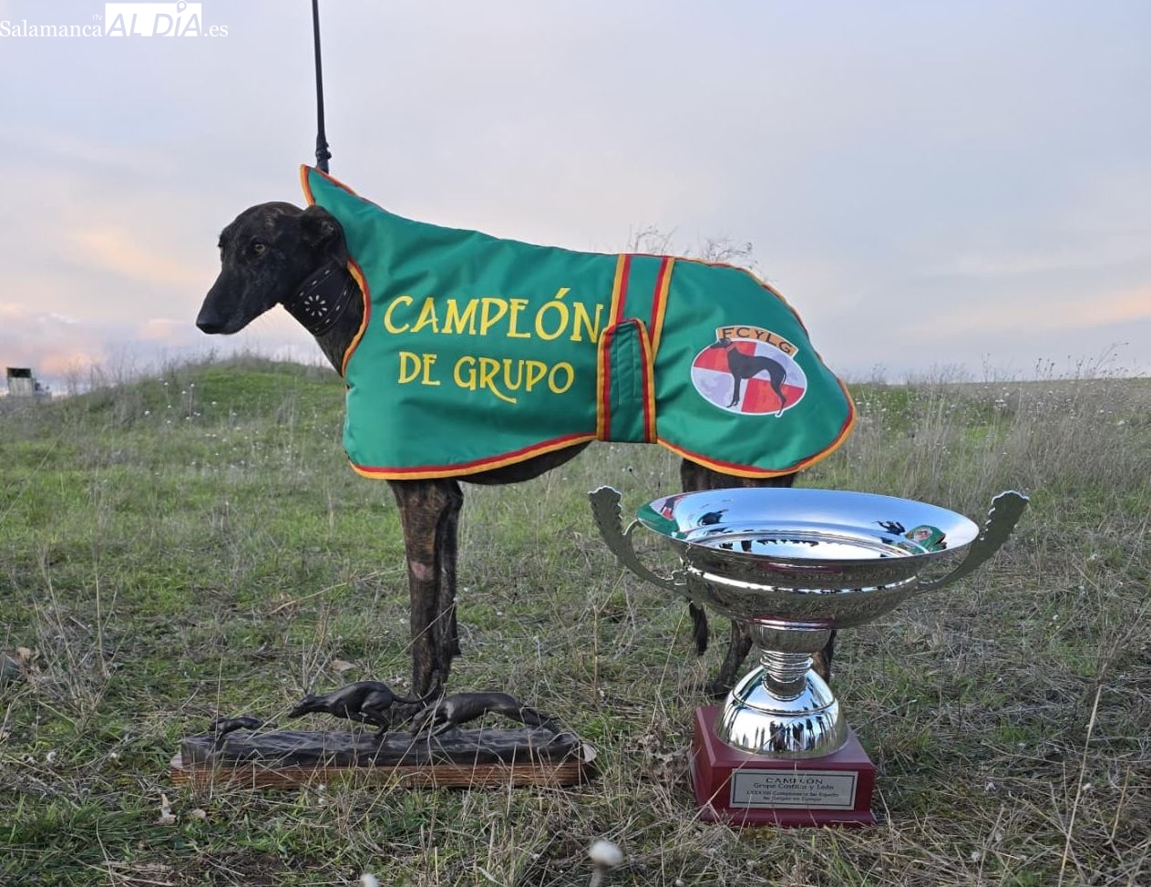La galga salmantina Húngara de Francacelu logra el billete para el Campeonato de España