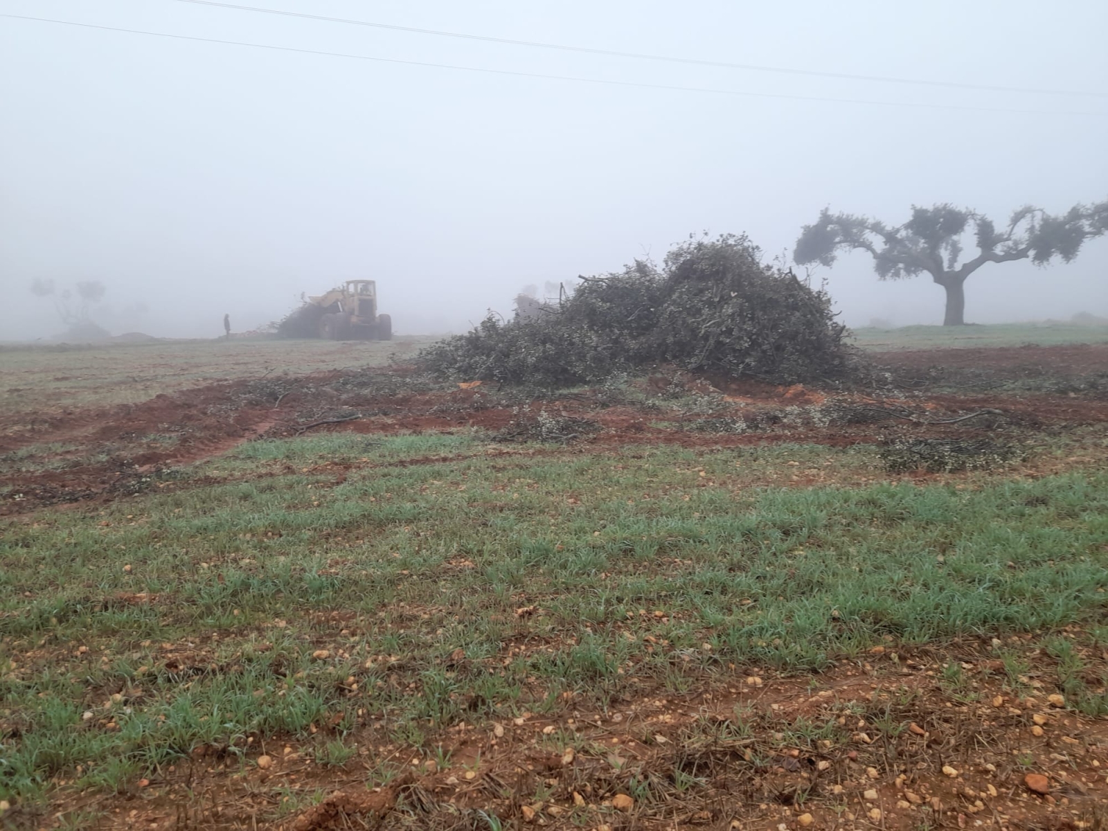 El Club Amigos de la Bici denuncia el arranque de encinas centenarias en Parada de Arriba