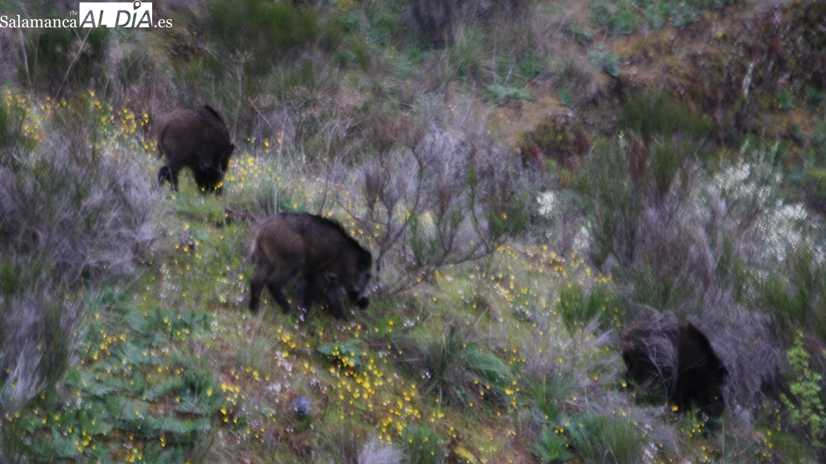 La Junta intensifica las medidas de prevención frente a la Peste Porcina Africana tras los casos en Barcelona