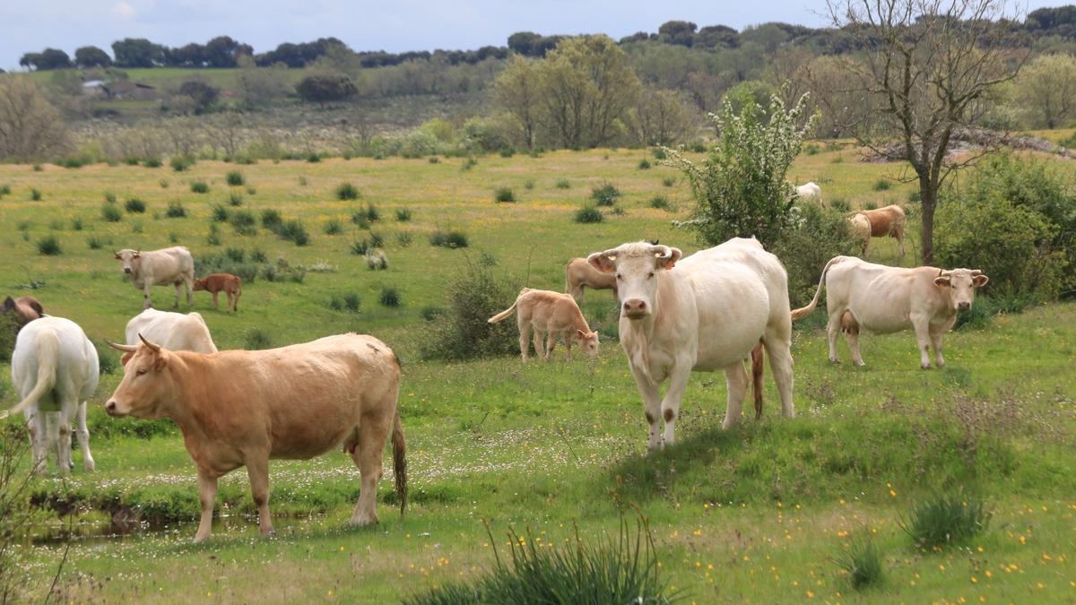 Nueva subida de la carne de vacuno con lechazos, corderos y tostones, y caída del cereal