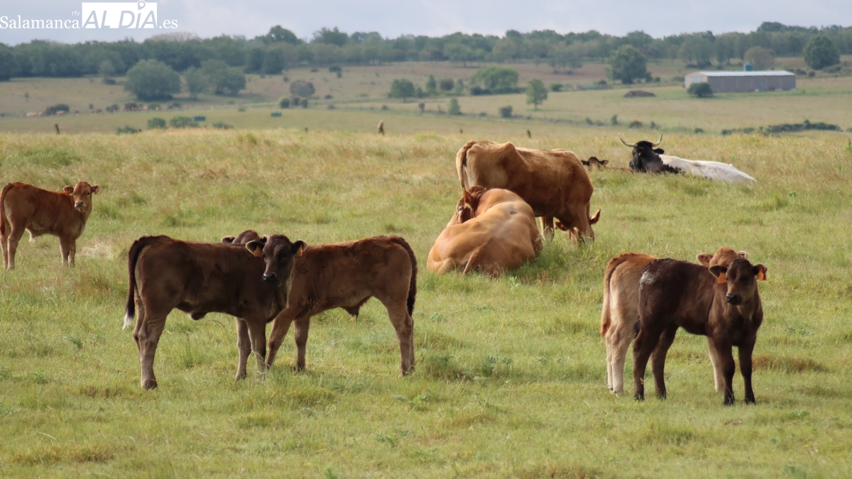 Nueva caída del porcino blanco y subida del vacuno para vida