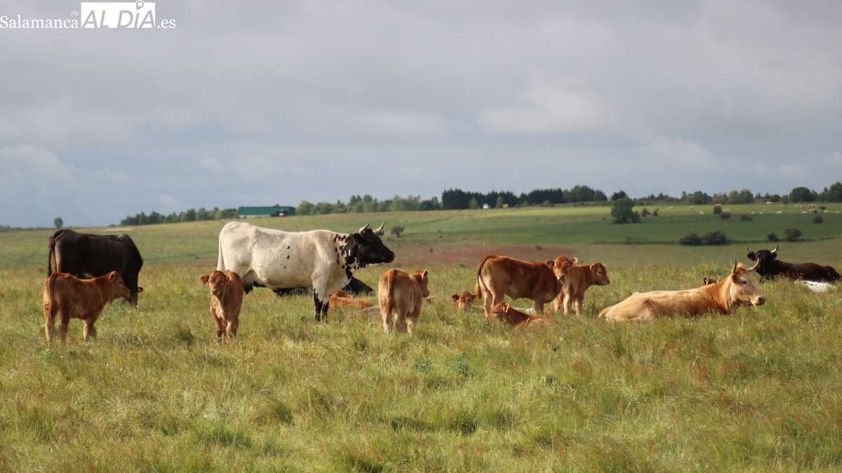 Baja el precio de los tostones y repiten corderos y lechazos a 15 días de la Navidad