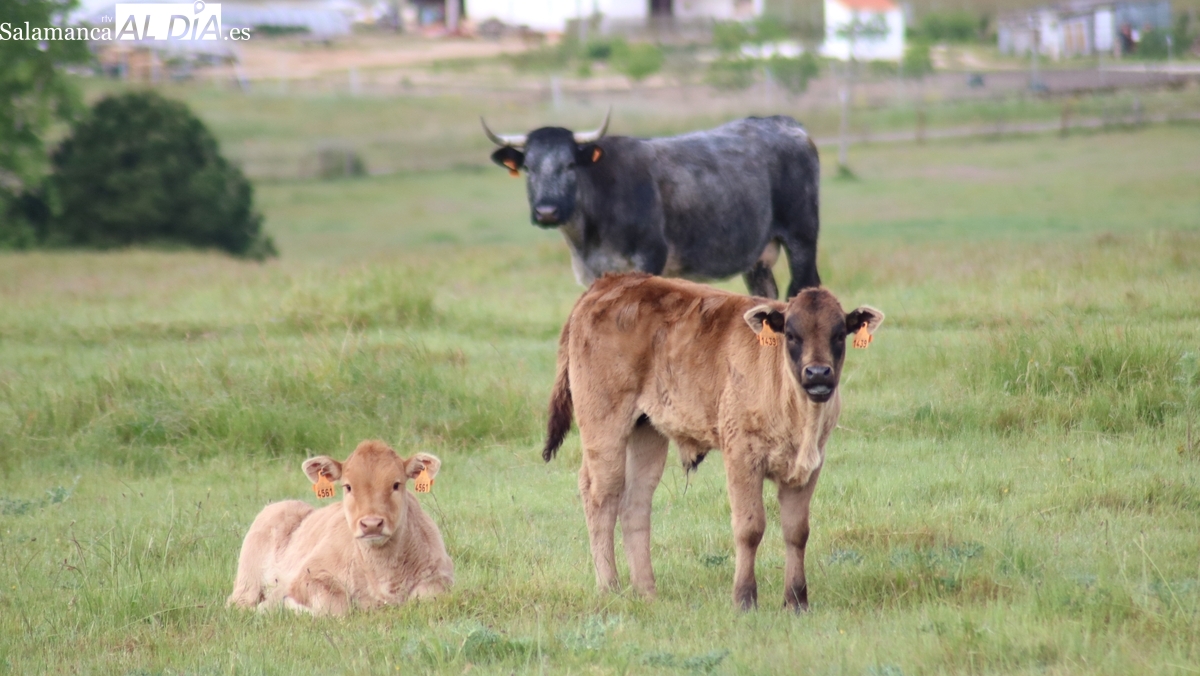 Jornada de repeticiones en la mayoría de las mesas, excepto para el vacuno, que se mantiene al alza