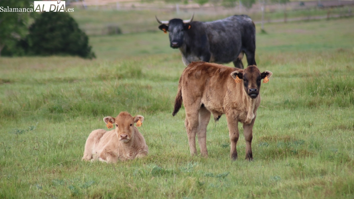 El vacuno de cebo finaliza el año con una nueva subida de precios 