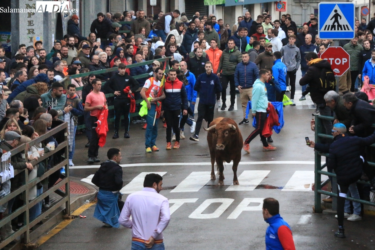 Multitudinario V Toro de San Nicolás en Vitigudino con extraordinario juego de los astados de Orive