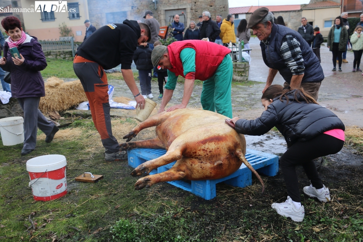 El Milano celebra la Fiesta de la Matanza con un cerdo de 215 kilos