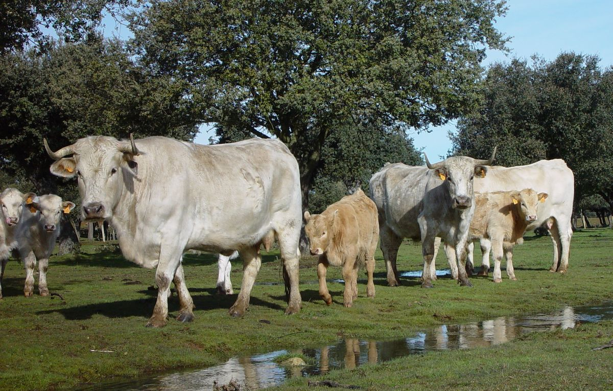 El éxito de Ternera Charra: más de 22.000 reses en un sector amenazado por la despoblación