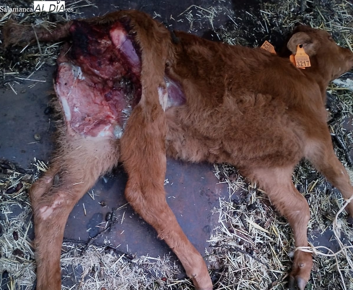 El lobo mata un ternero y tres ovejas en Olmedo de Camaces este fin de semana