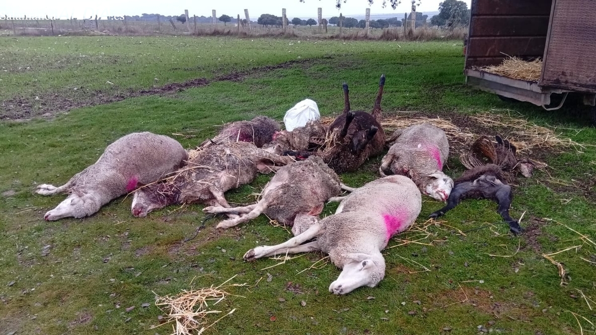 Nuevo ataque de lobo en la comarca de Vitigudino: mata 10 ovejas en una finca de Pedro Álvaro