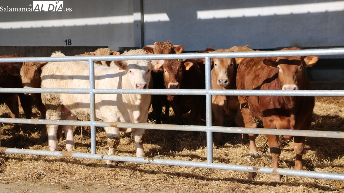 UPA-COAG pide a la Lonja de Salamanca que publique el precio real que pagan los ganaderos