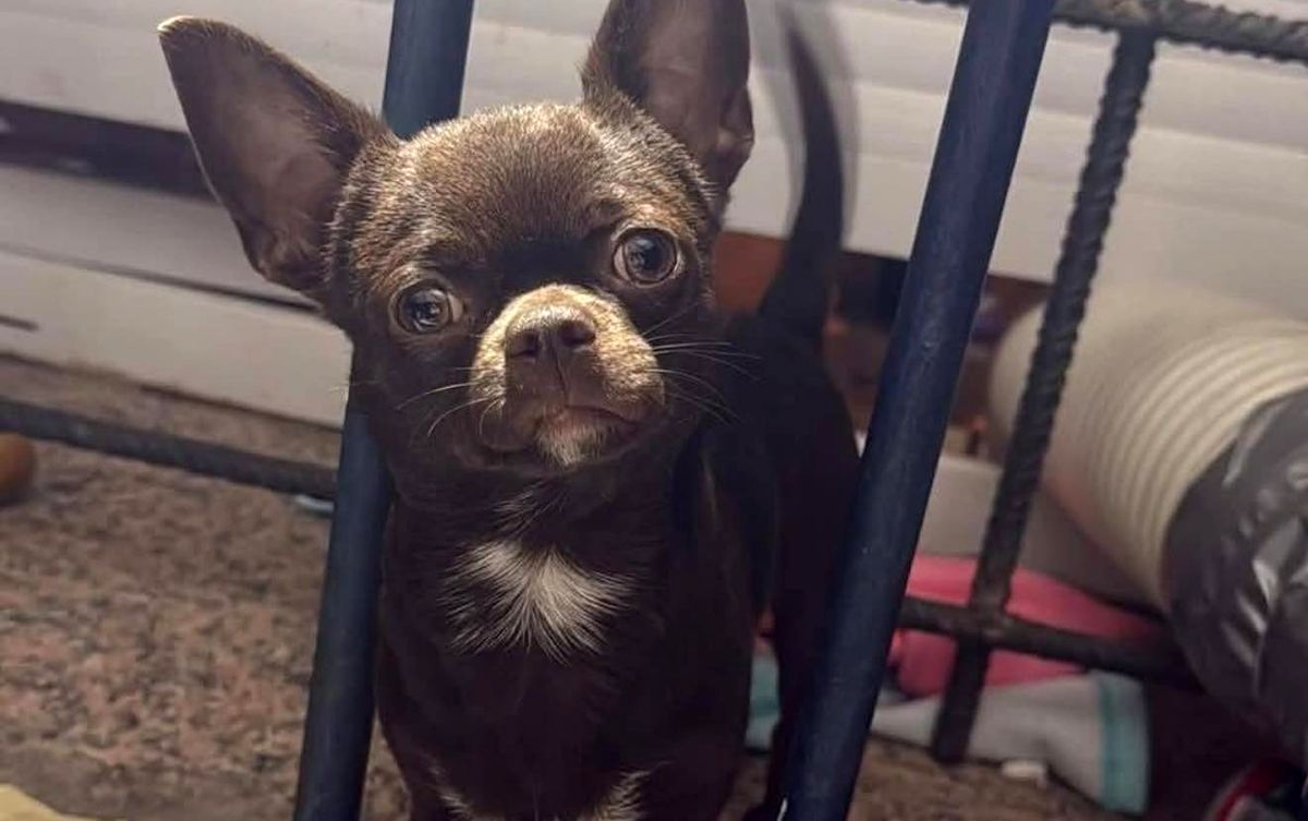 Piden ayuda para localizar a un perro perdido en la zona de Nicar y denuncian una estafa durante la búsqueda