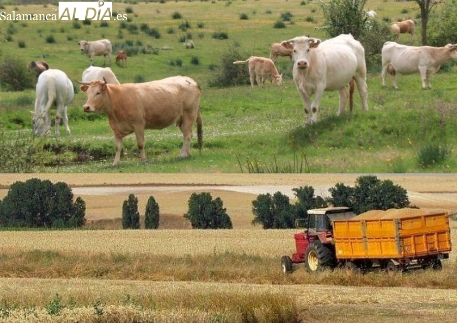 2025 deja una agricultura ruinosa por los costes y una ganadería amenazada por la presión sanitaria