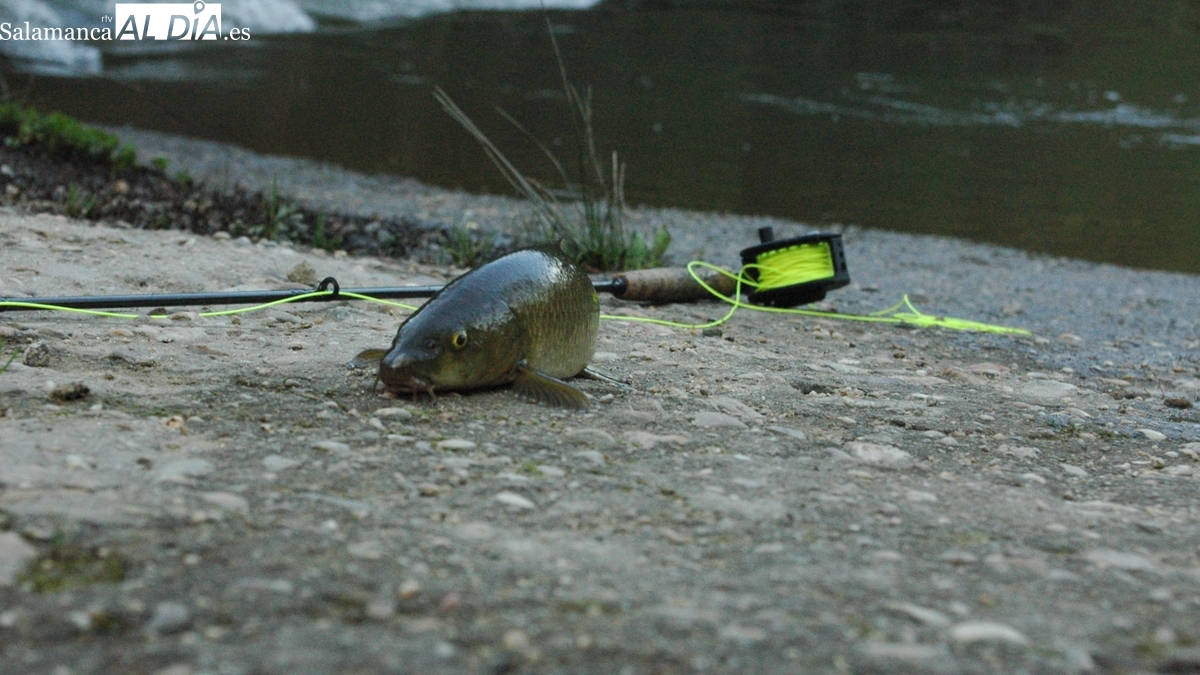 Guía completa para pescar en Salamanca en 2026: así cambian los cotos, cupos y vedas