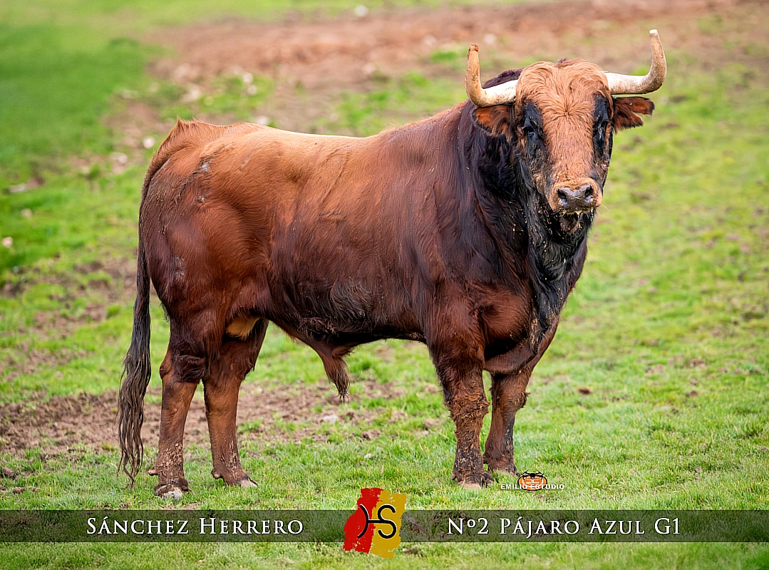 Gran expectación en el Teatro Nuevo durante la presentación de los toros del Carnaval del Toro 2026