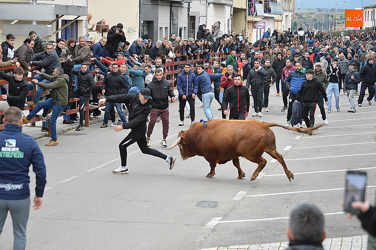 Los mirobrigenses llenan la avenida Conde Foxá y las calles contiguas en este Toro de San Sebastián 