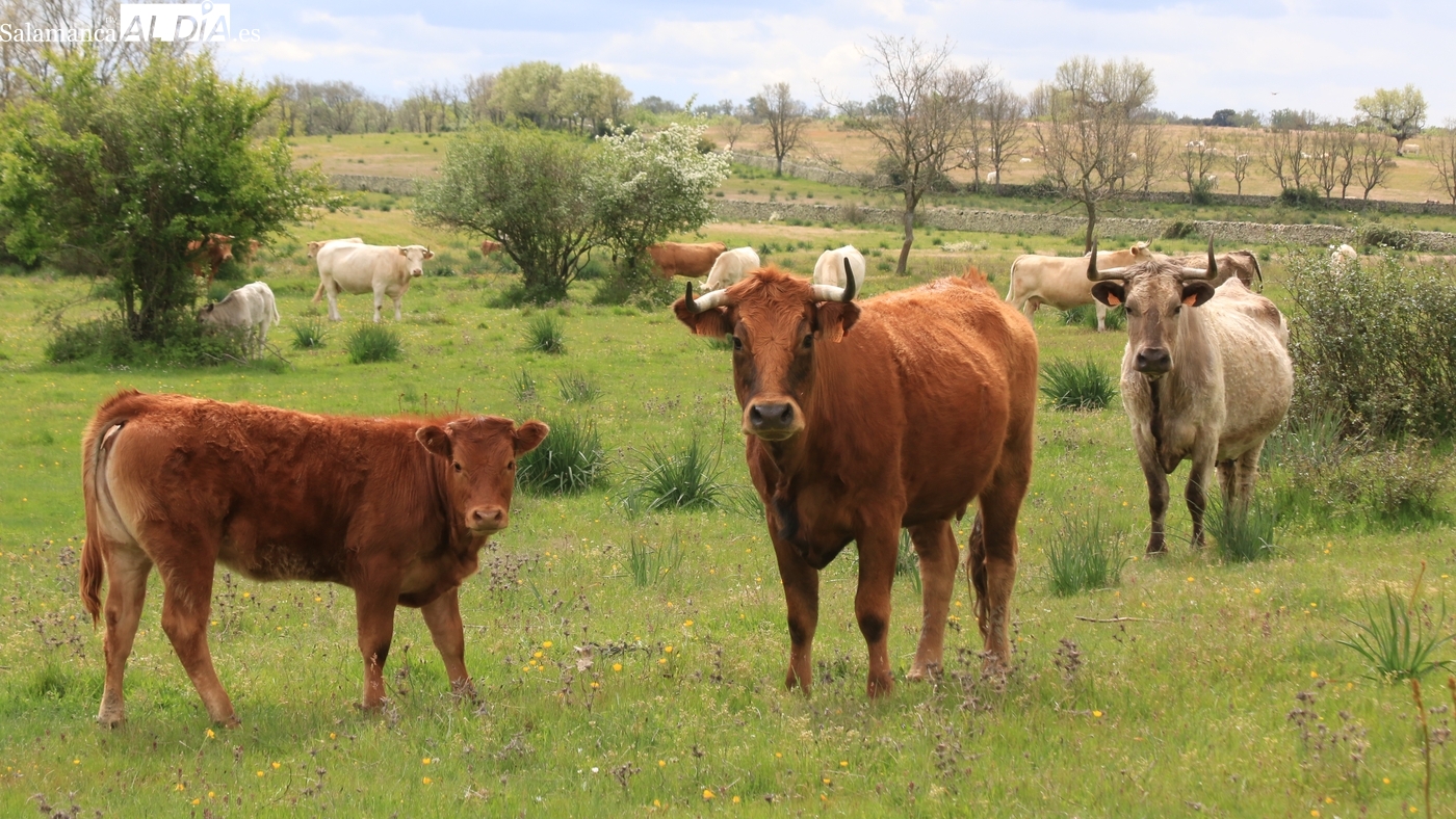El precio del vacuno sigue sin techo mientras el cereal permanece estancado