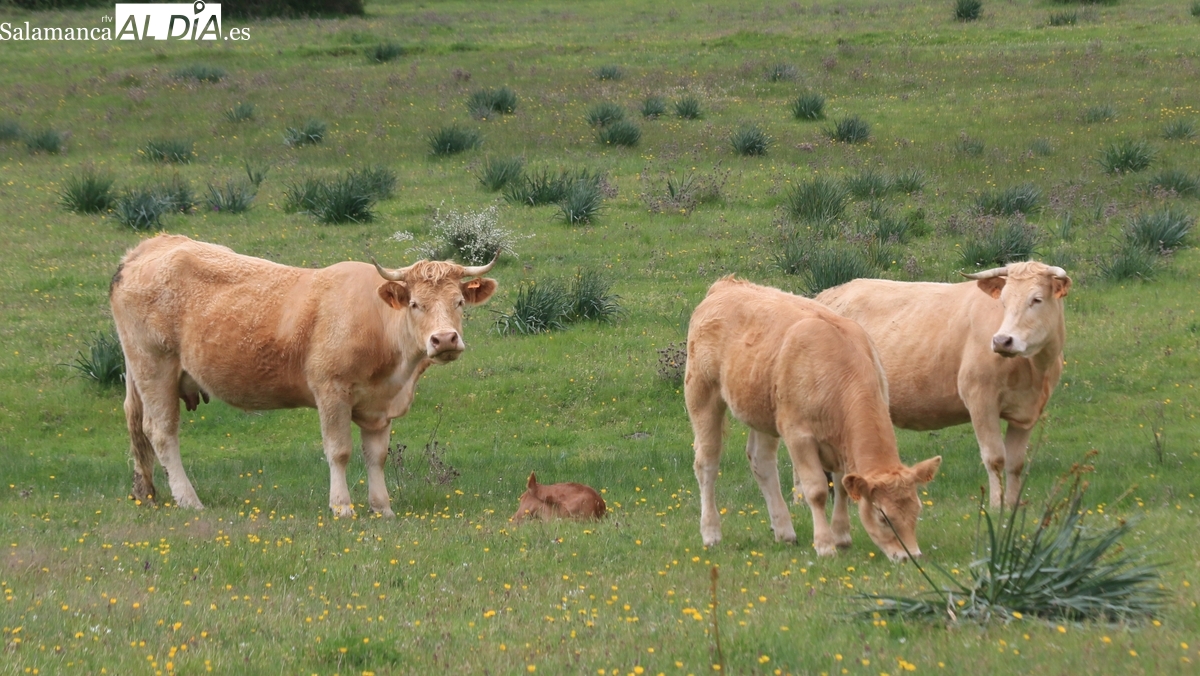 El vacuno sigue sin techo mientras el porcino blanco acusa una fuerte bajada y el cereal se estanca