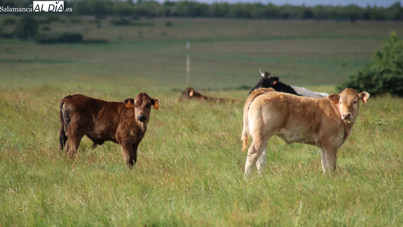 El vacuno de cebo sigue sin techo y el cereal se atrinchera