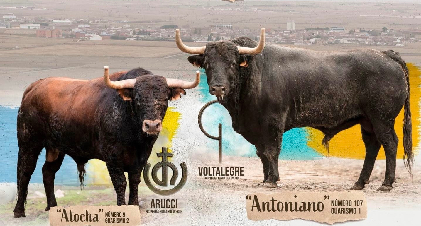 El VI Toro de San Blas ya tiene astados protagonistas, cartel y fecha en Babilafuente
