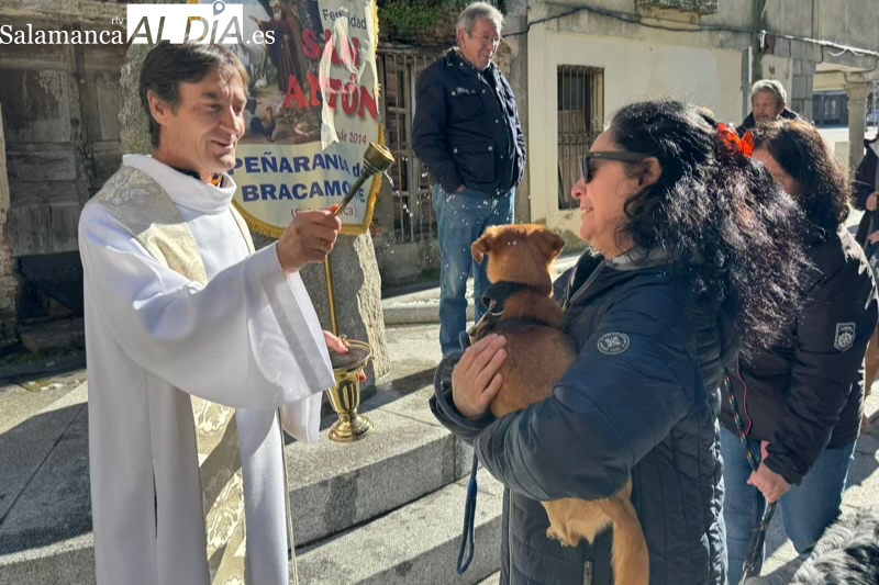 San Antón cumple este sábado con su tradición y bendición en Peñaranda